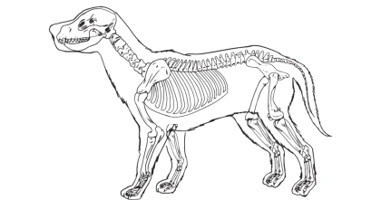 artrose